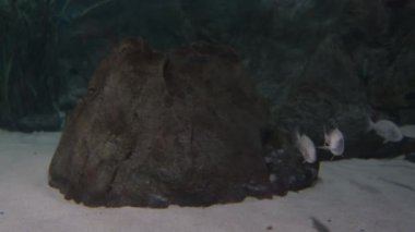Balıklar yüzüyor. Ortak Pandora. Pagellus erythrinus