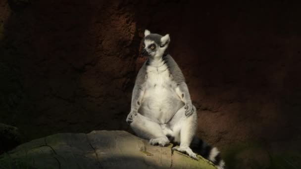 Halkakuyruklu Lemur Doğal Bir Parkta Güneşleniyor — Stok video