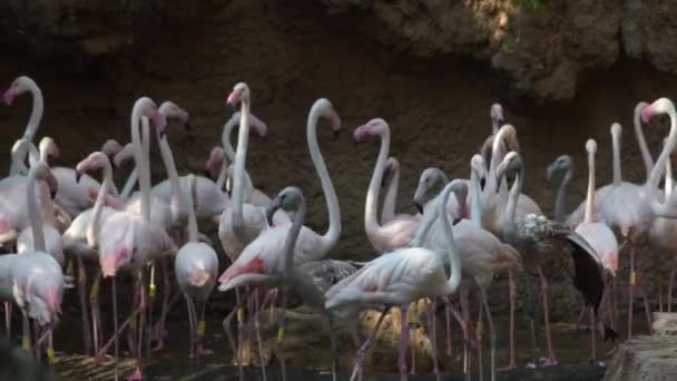 Większe Flamingi Różowe Ptaki Kolonia Parku Naturalnym — Wideo stockowe
