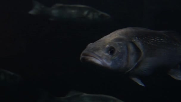 Basse Européenne Dans Aquarium Dicentrarchus Labrax — Video