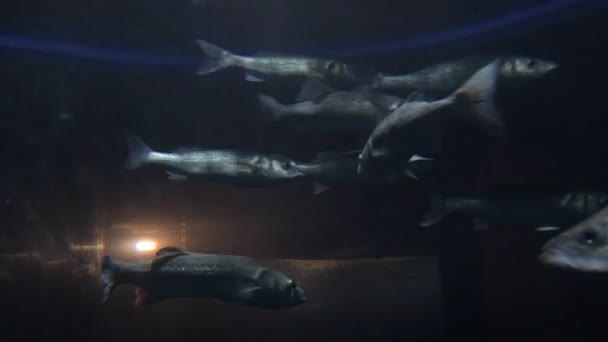 Tengeri Európai Bass Vagy Sea Bass Úszás Egy Akváriumban Dikentrarchusz — Stock videók