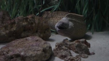 Akvaryumdaki Akdeniz moray balığı. Muraena helena