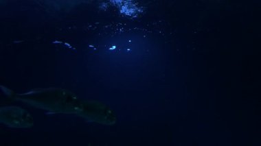 Akvaryumda yüzen balıklar