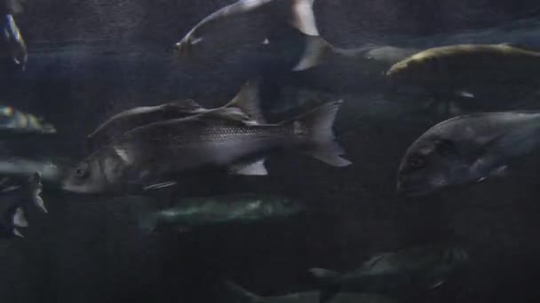 European Bass Sea Bass Swimming Aquarium Dicentrarchus Labrax — Stock Video