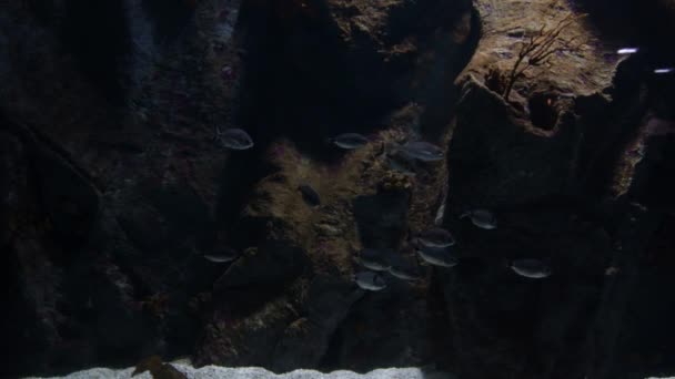 Peces Nadando Moviéndose Acuario Pandora Común Pagellus Erythrinus — Vídeos de Stock