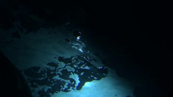 Большой Хвост Акулы Плавающий Над Аквариумом — стоковое видео
