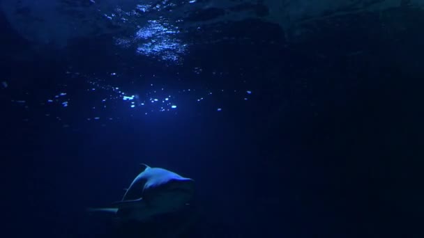 Tiburón Tigre Arena Nadando Acuario — Vídeos de Stock