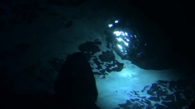 Büyük köpekbalığı akvaryumda yüzüyor.