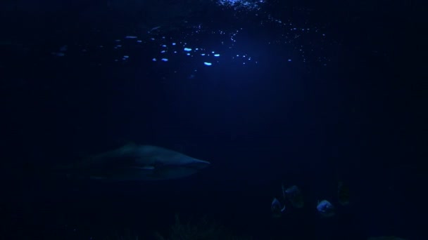 水族館の大きな砂虎のサメ — ストック動画