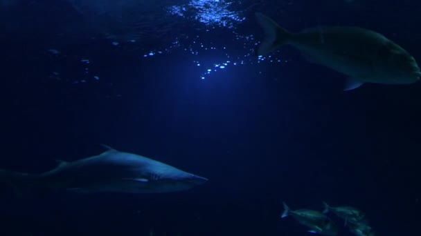 水族馆里的沙虎鲨 — 图库视频影像