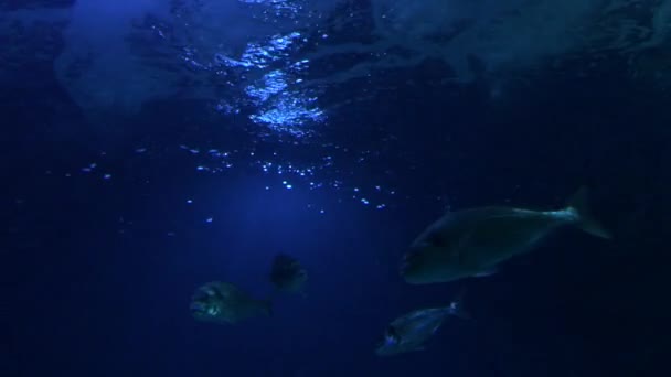Fishes Swimming Aquarium — Stock Video