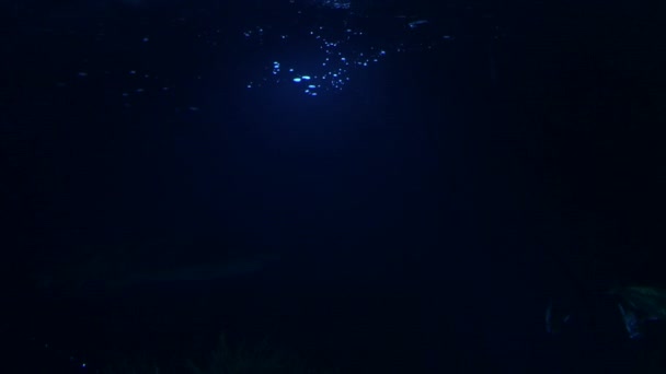 虎鲨在水族馆游泳 — 图库视频影像