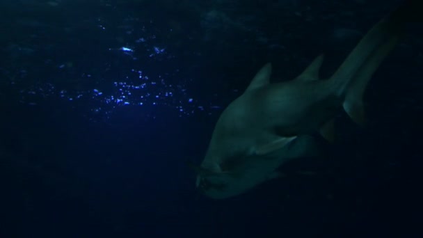 大虎鲨在水族馆里游泳 — 图库视频影像