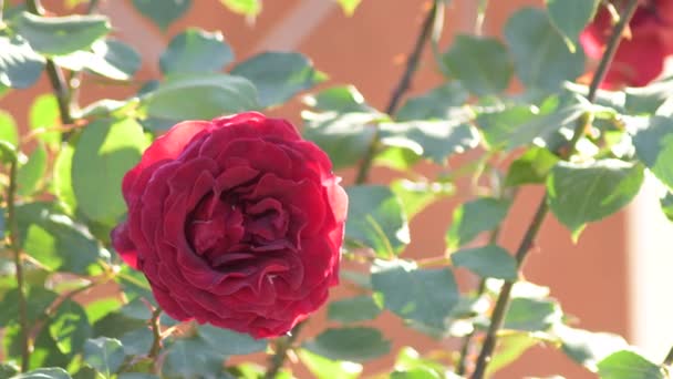 红玫瑰在花园里 — 图库视频影像