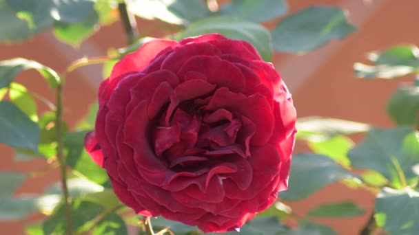 Rosa Roja Jardín — Vídeos de Stock