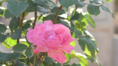 Bahçedeki Pembe Gül