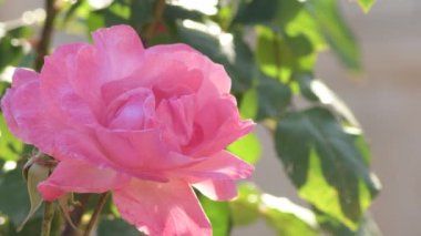 Bahçedeki Pembe Gül