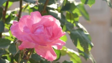 Natural pink rose in a garden