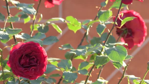 Natural Red Rose Flower — Stockvideo