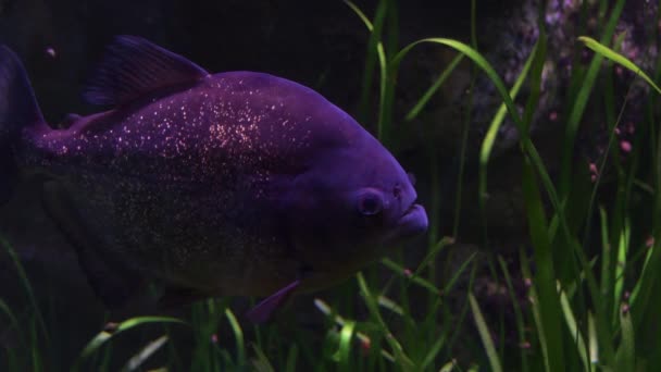 Ryba Červeným Břichem Akváriu Pygocentrus Nattereri — Stock video