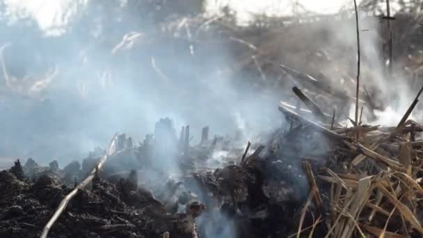 从干枯的灌木丛中冒出的烟还在燃烧 — 图库视频影像