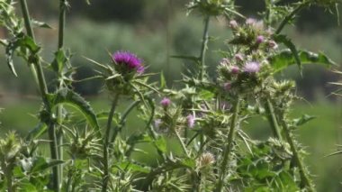 Silybum marianum, cardus marianus, süt devedikeni, kutsal süt devedikeni