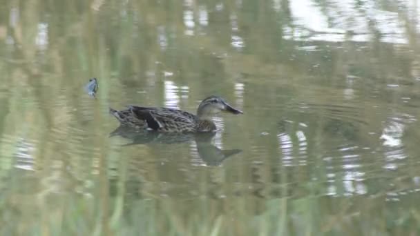 野鸭或野鸭在一个小湖的脏水里 Anas Platyrhynchos — 图库视频影像