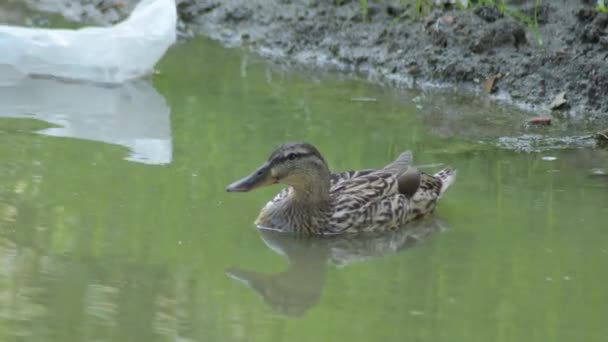 Wild Duck Mallard Dirty Water Little Pond Anas Platyrhynchos — Stok video