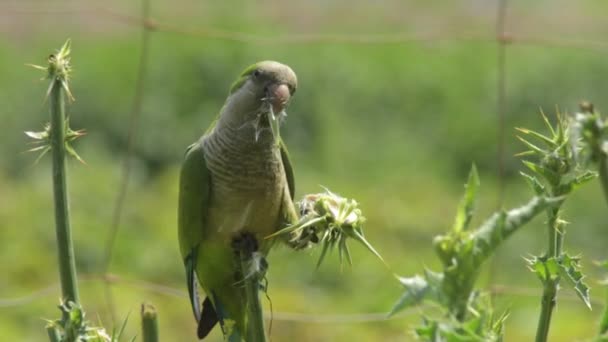 Monk Parakeet Eating Sunny Day — стоковое видео