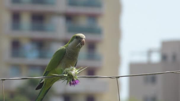 Papuga Mniszka Drucianym Ogrodzeniu Jedząca — Wideo stockowe