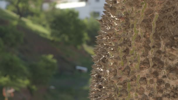 Spikes Thorns Trunk Tree — Vídeo de Stock