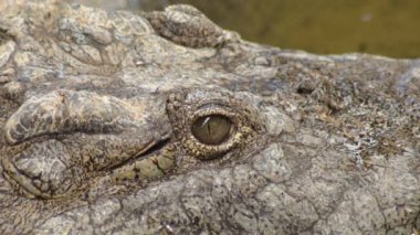 Eye of crocodile. Nile crocodile. Crocodylus niloticus