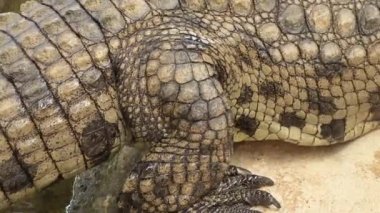 Timsah nehirden çıkıyor. Nil timsahı