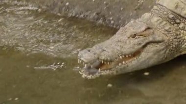 Crocodile entering a river. Nile crocodile