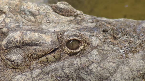 Eye Crocodile Nile Crocodile Crocodylus Niloticus — Vídeos de Stock