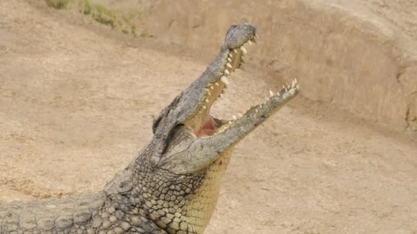 Crocodilo Com Boca Aberta Parque Natural Crocodilo Nilo — Vídeo de Stock