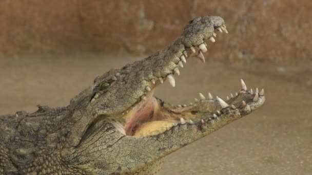 Crocodile Opening Mouth Natural Park Nile Crocodile — Stock Video