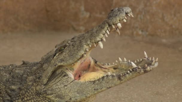 Crocodile Closing Mouth Nile Crocodile — Stock Video