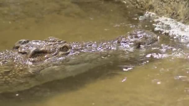 Krokodil Einem Fluss Nilkrokodil — Stockvideo
