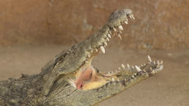 Krokodil Öffnet Und Schließt Das Maul Nilkrokodil — Stockvideo