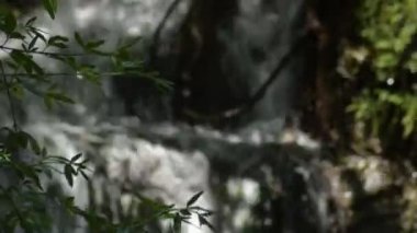 Şelaledeki yeşil bitkiler