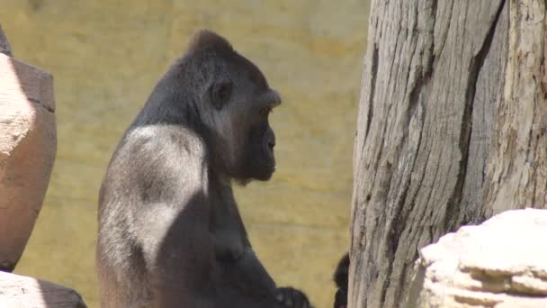 Gorilla Mom Her Baby Iin Natural Park Western Lowland Gorilla — Stock Video