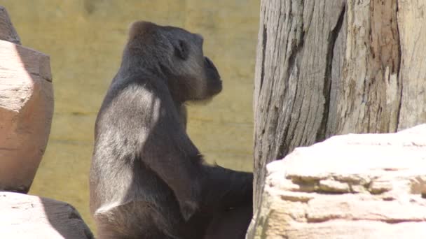 Gorilla Mom Her Baby Western Lowland Gorilla — Vídeo de Stock