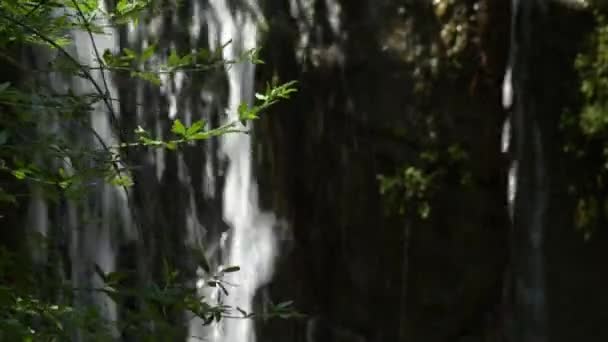 Gröna Växter Ett Vattenfall — Stockvideo