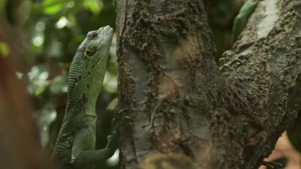 Emerald Tree Monitor Green Tree Monitor Lizard Tree Varanus Prasinus — Vídeo de Stock