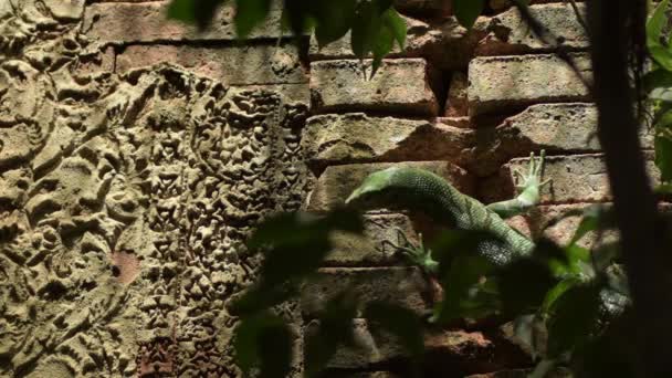 Monitor Árbol Esmeralda Lagarto Verde Una Pared Antigua Varanus Prasinus — Vídeos de Stock