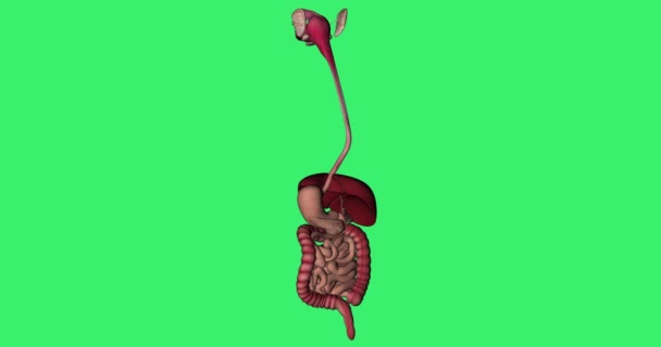 Animation Des Menschlichen Verdauungssystems Rotation Auf Chroma Grünem Hintergrund Schleife — Stockvideo
