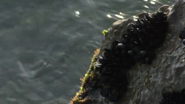 Kolonie Van Kleine Weekdieren Mosselen Vastgeplakt Een Rots — Stockvideo