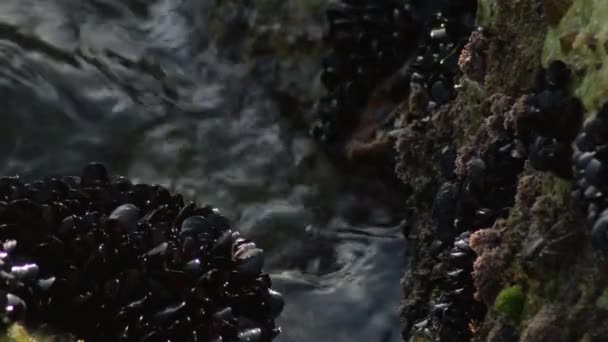 Colonie Piccoli Molluschi Cozze Aderenti Una Roccia Marina — Video Stock