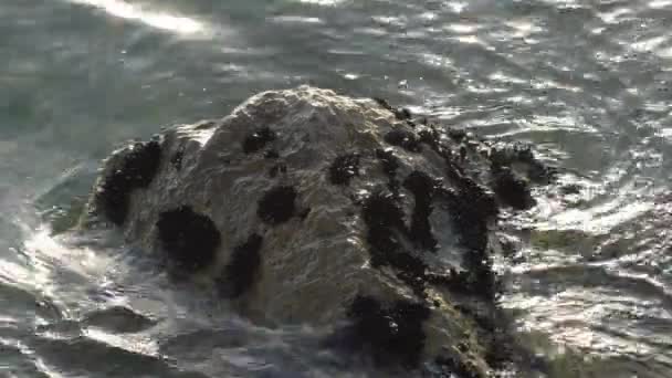 Gün Batımında Yapışmış Küçük Yumuşakçalar Midye Kolonisi Olan Bir Kaya — Stok video